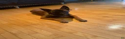 Belgian Malinois dogs for sale: Belgian Malinois 2 - Ad 4