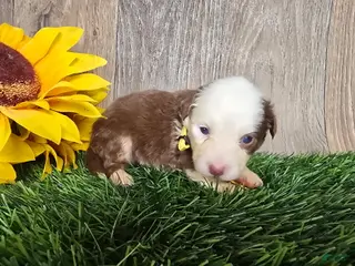 Toy Australian Shepherd dogs Girl 2 - Ad 4