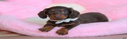 Miniature Dachshund dogs for sale: Skye - Ad 17
