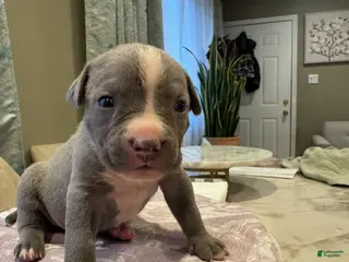 American Bully dogs for sale: American Bully Puppy 5 - Ad 4