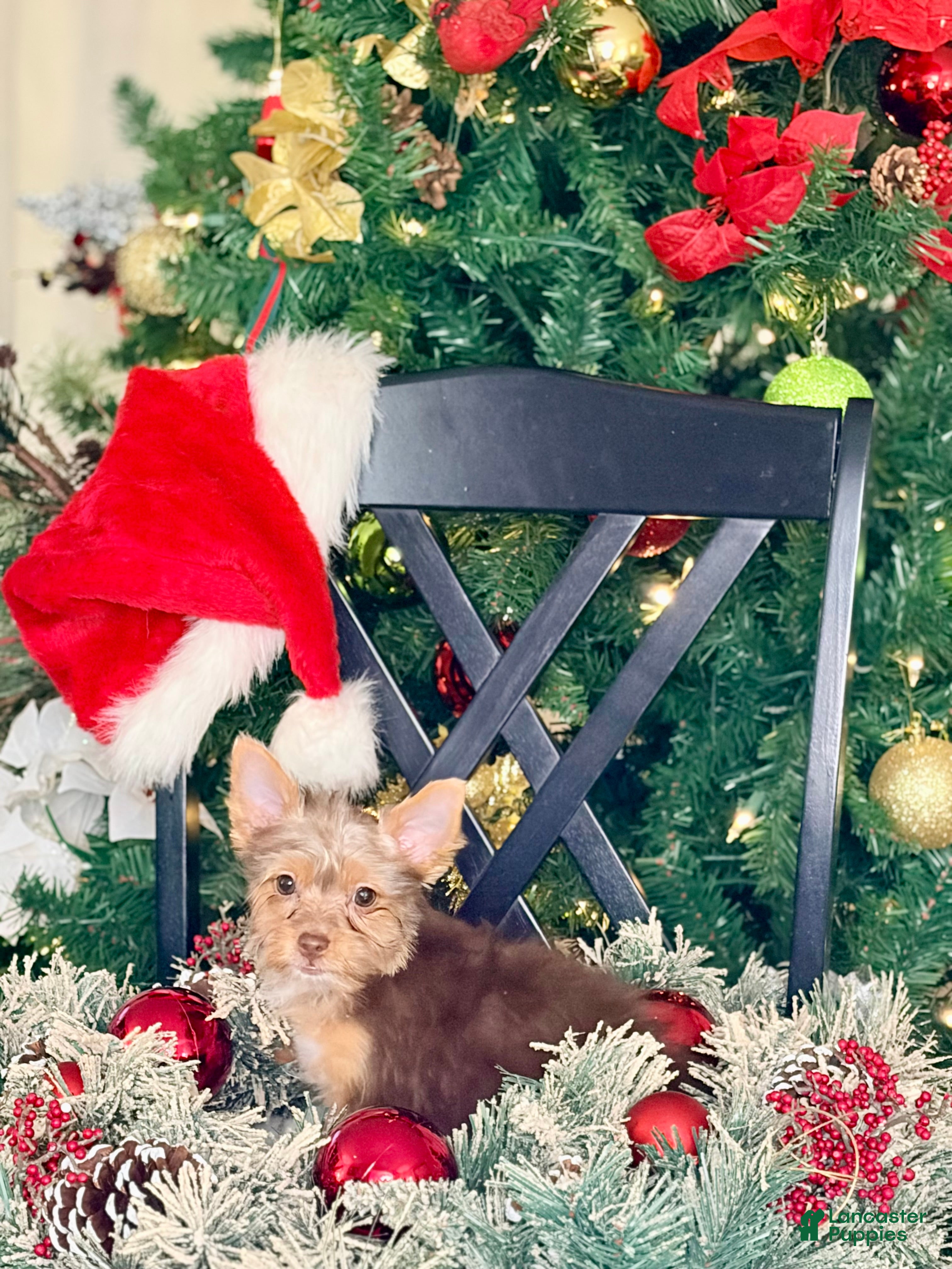 Yorkshire Terrier dogs Luna  - Ad 3