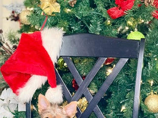 Yorkshire Terrier dogs Luna - Ad 3