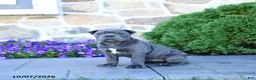 Cane Corso dogs for sale: Beth - Ad 3