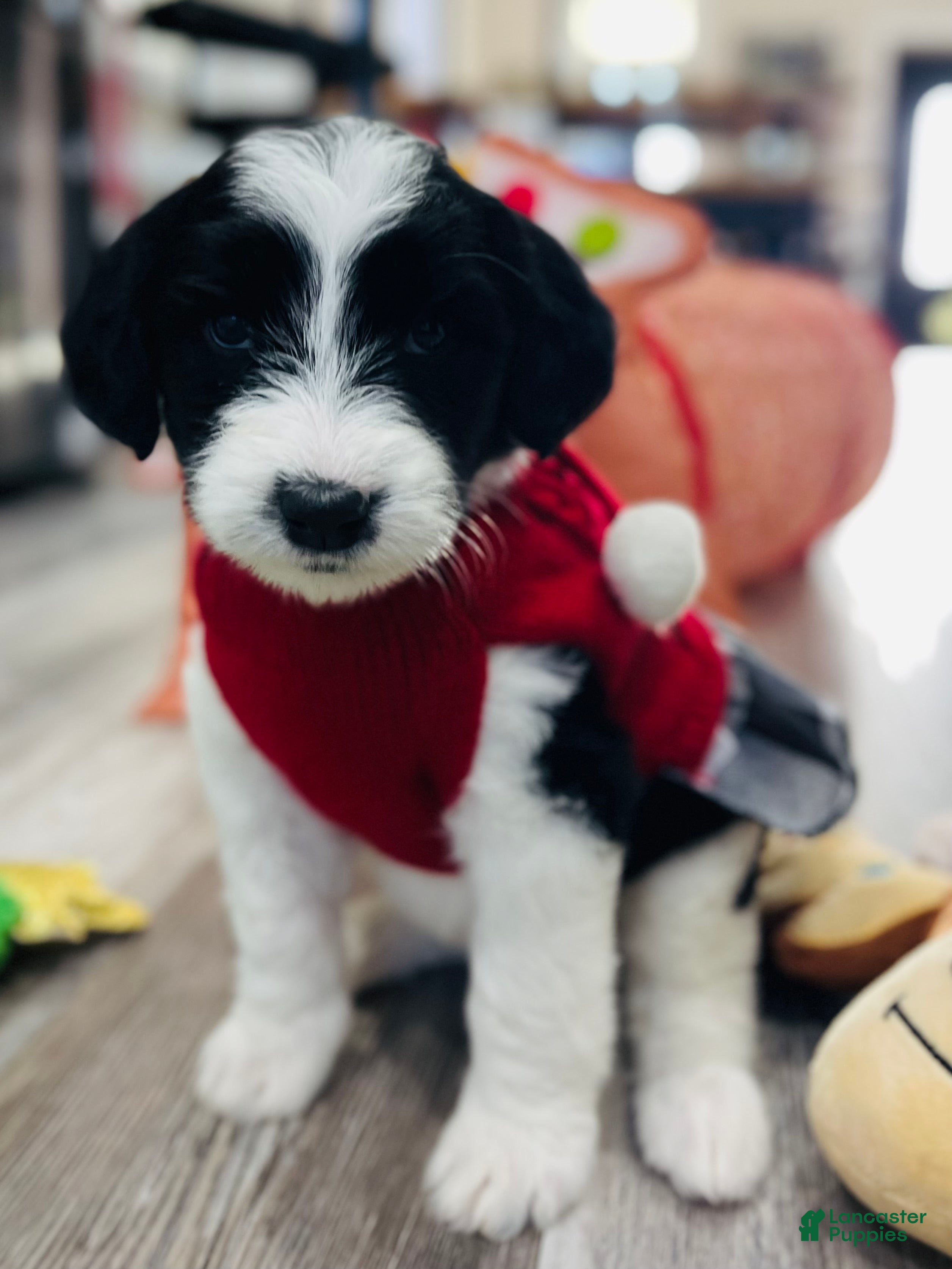 Sheepadoodle dogs Sheepadoodle Puppy 3 - Ad 15