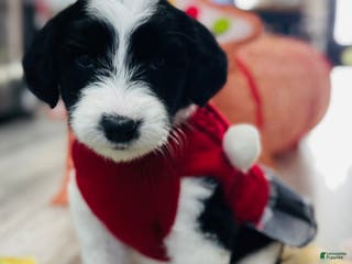Sheepadoodle dogs Olivia - Ad 30