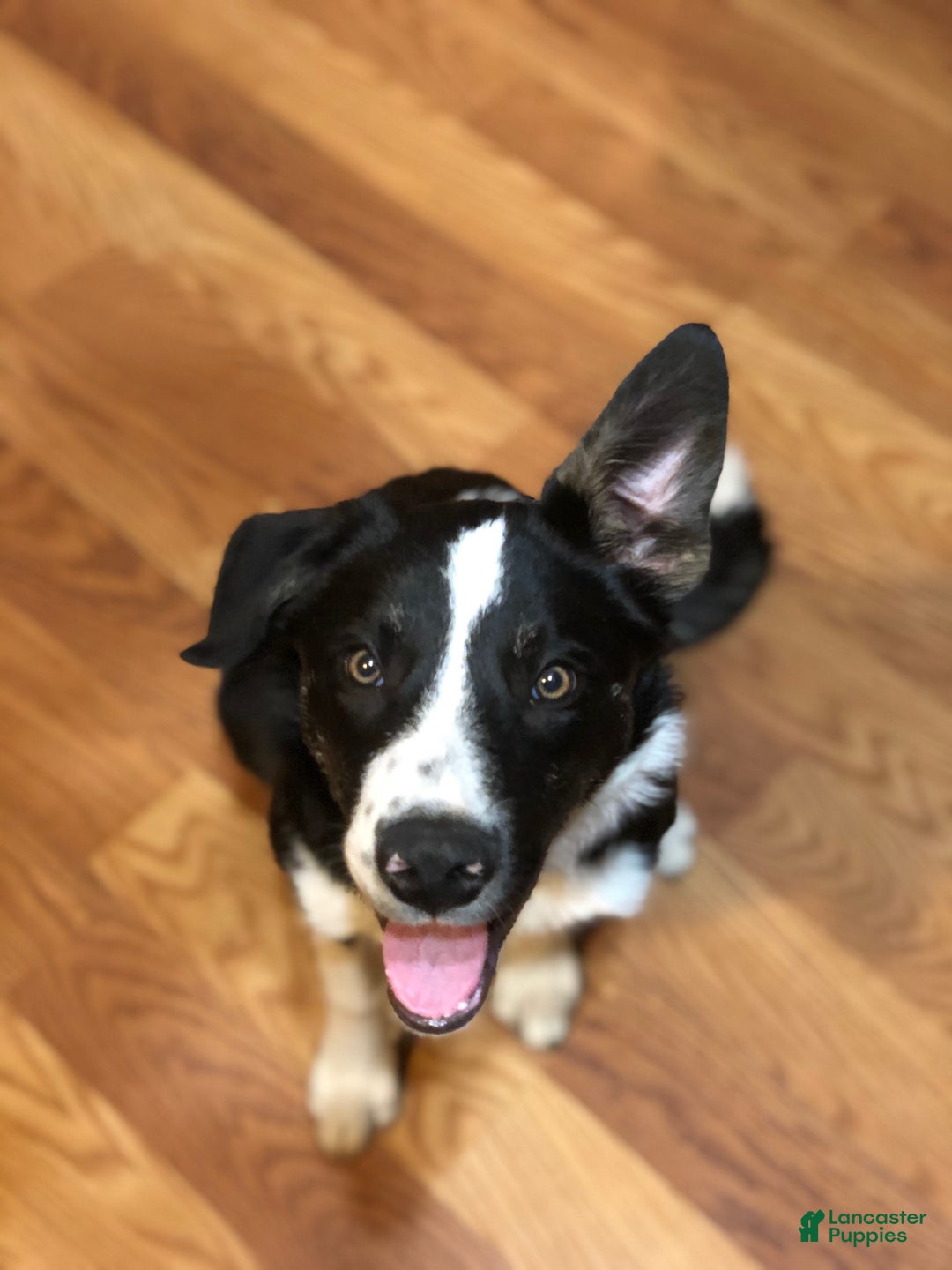 Gallery Image {{count}}