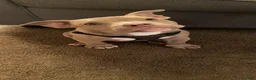 American Bully dogs for sale: Draco - Ad 1