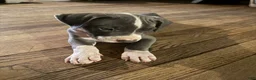 Mixed Breed dogs for sale: Baby 5 - Ad 5