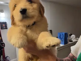 Mixed Breed dogs Zeppelin - Ad 13