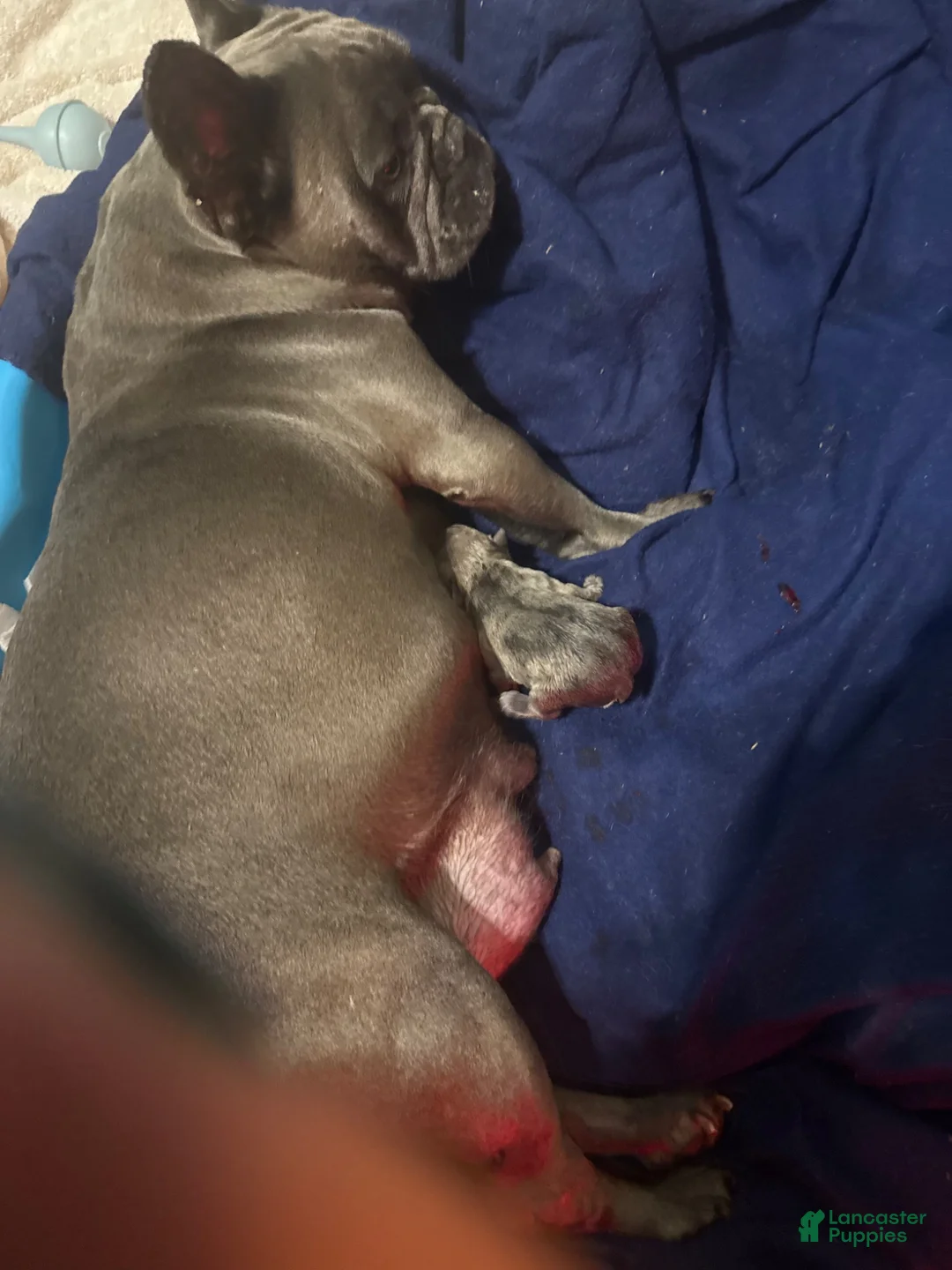 French Bulldog dogs for sale: French Bulldog 1 - Ad 6