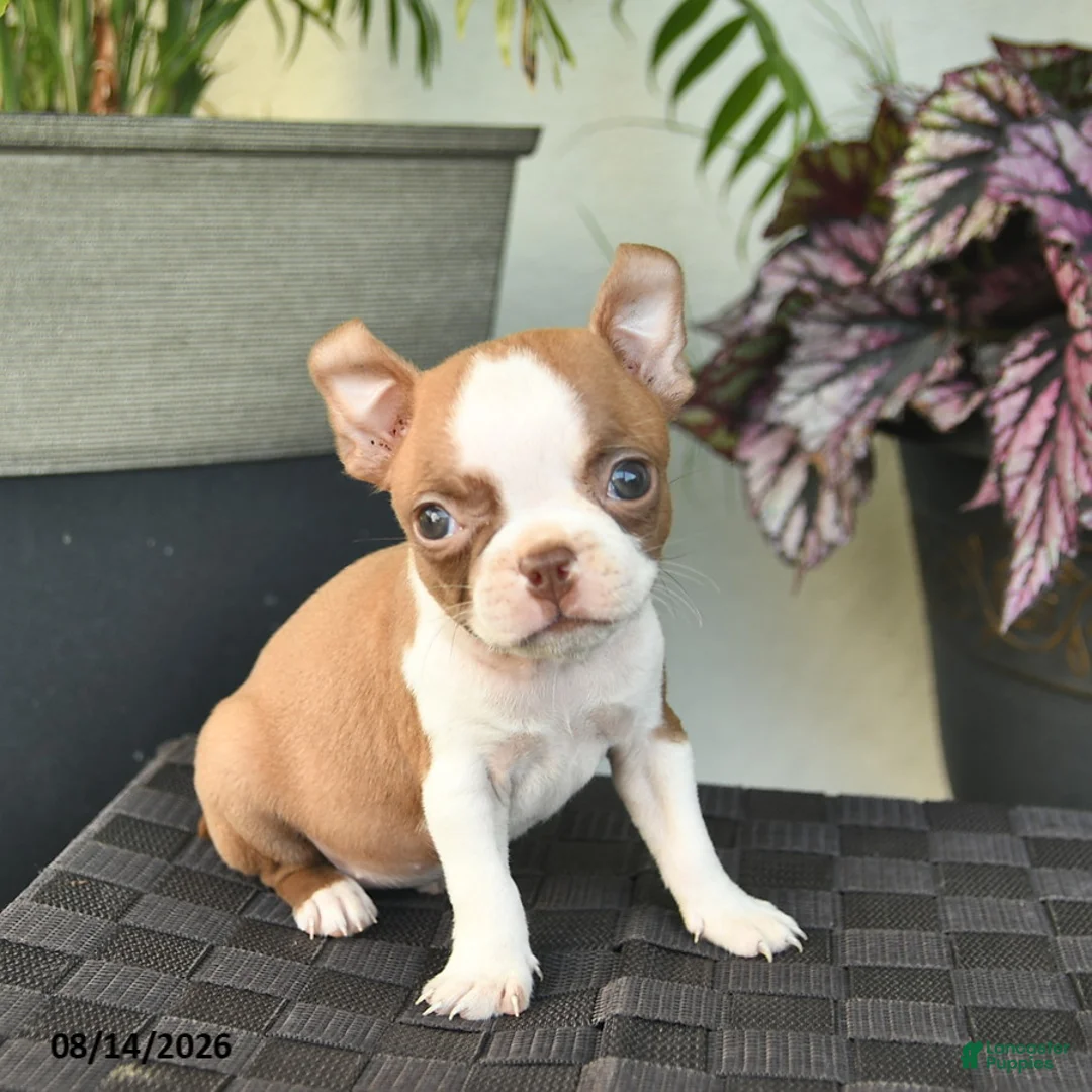 Boston Terrier dogs for sale: Whimsy  - Ad 2