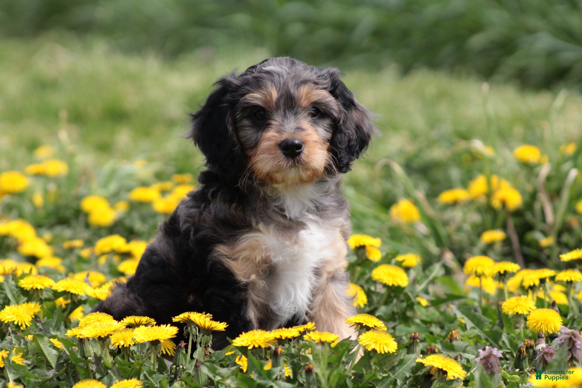 Cavapoo dogs Chipper - Ad 1