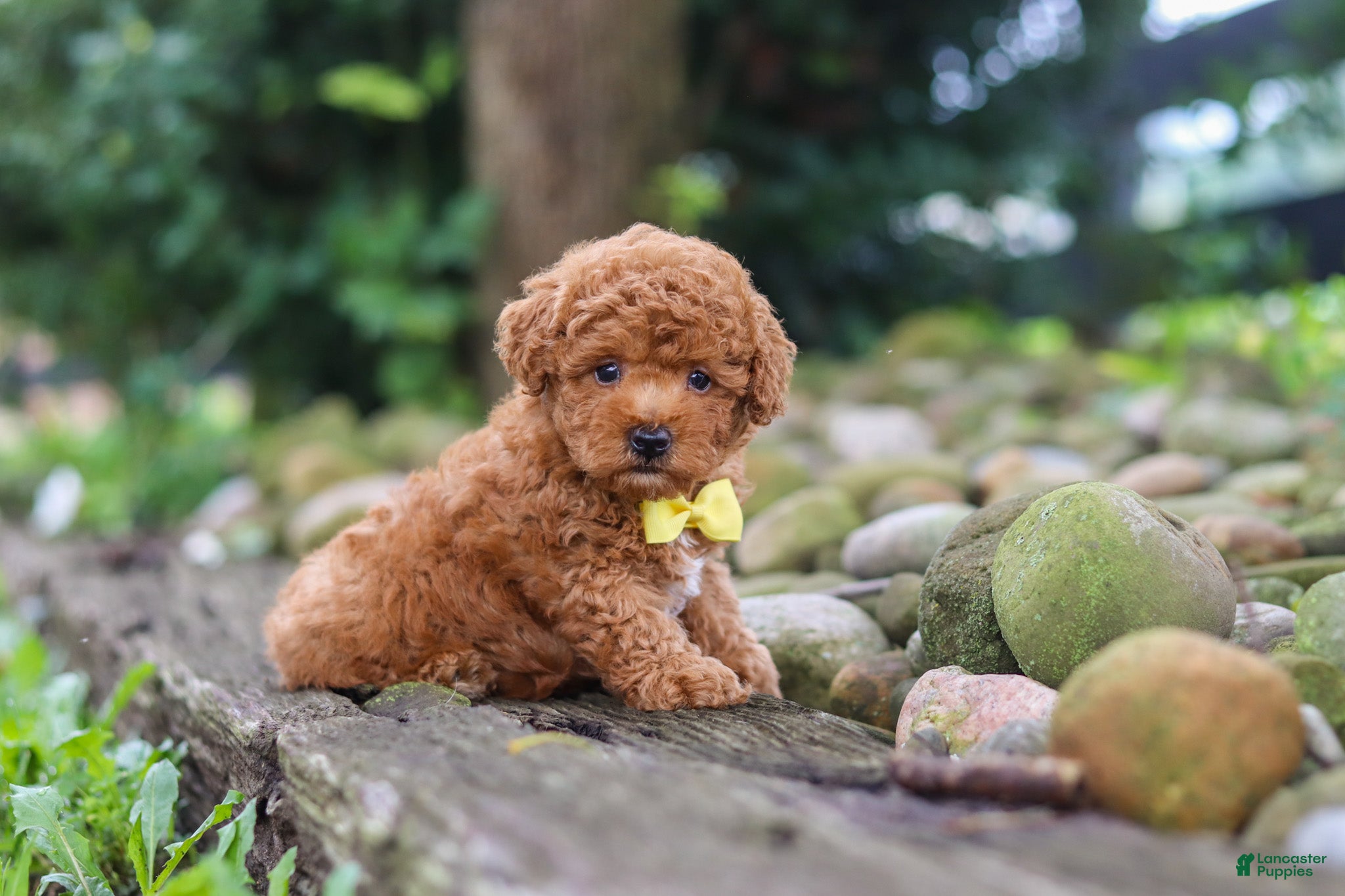 Miniature Poodle dogs Jax - Ad 1