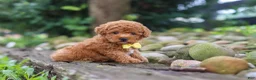 Miniature Poodle dogs for sale: Jax - Ad 1