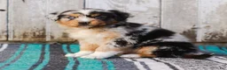 Australian Shepherd dogs for sale: Kayden - Ad 2