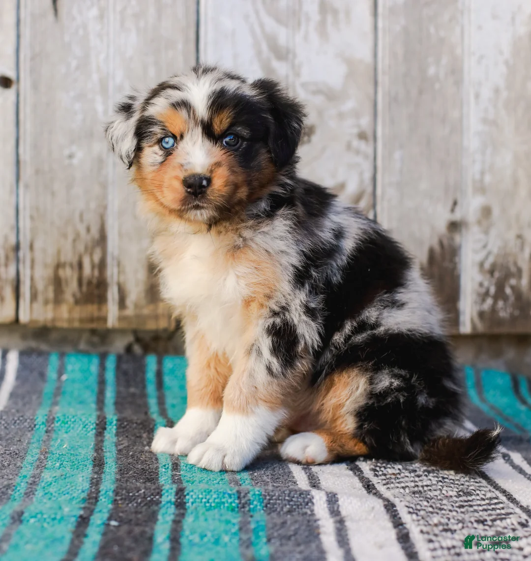 Australian Shepherd dogs for sale: Kayden - Ad 2