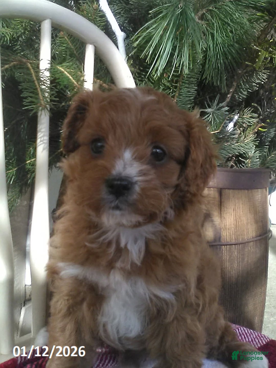 Cavapoo dogs for sale: Valentine - Ad 1