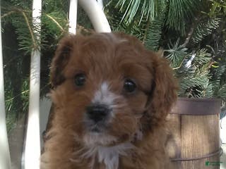 Cavapoo dogs Valentine - Ad 33