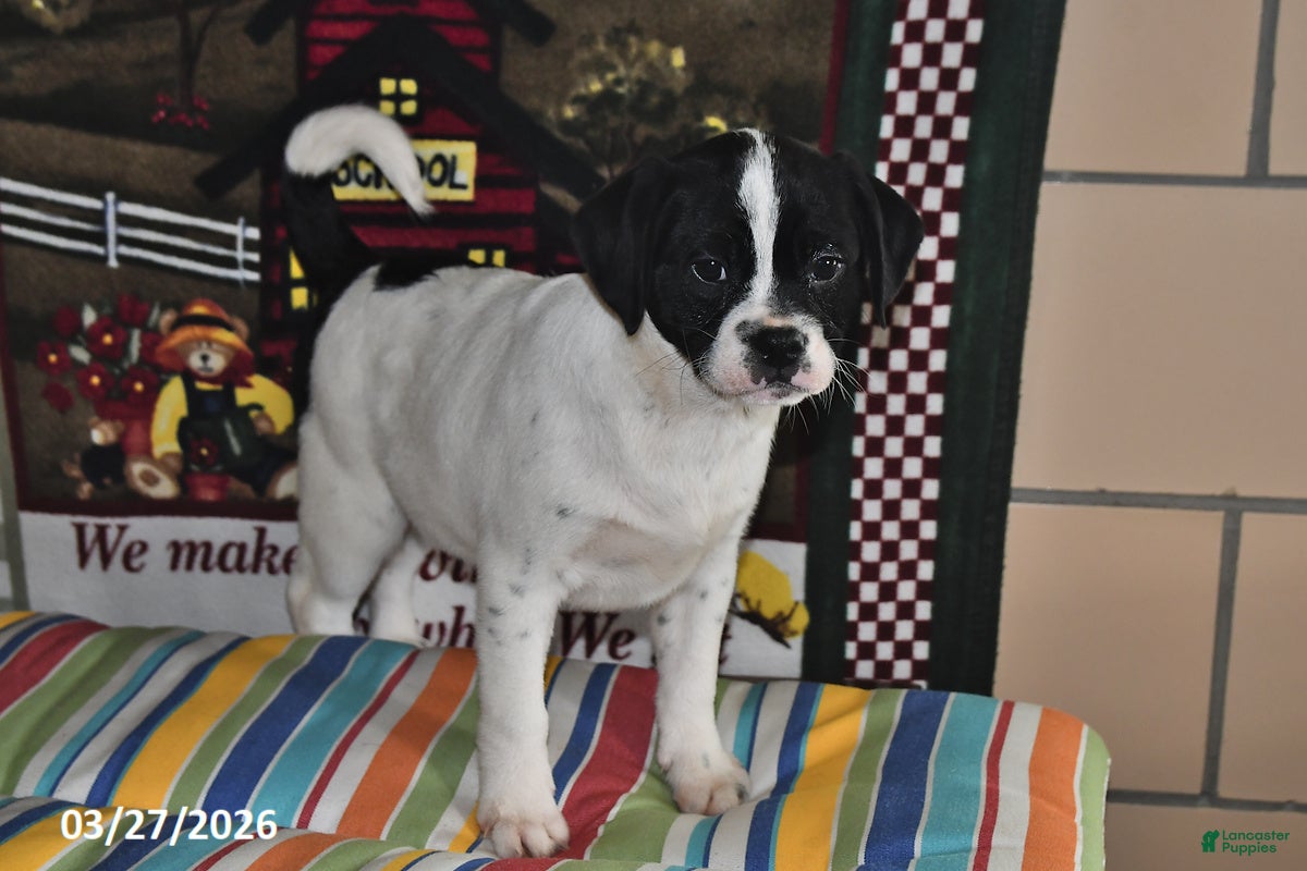 Mixed Breed dogs Otis - Ad 2
