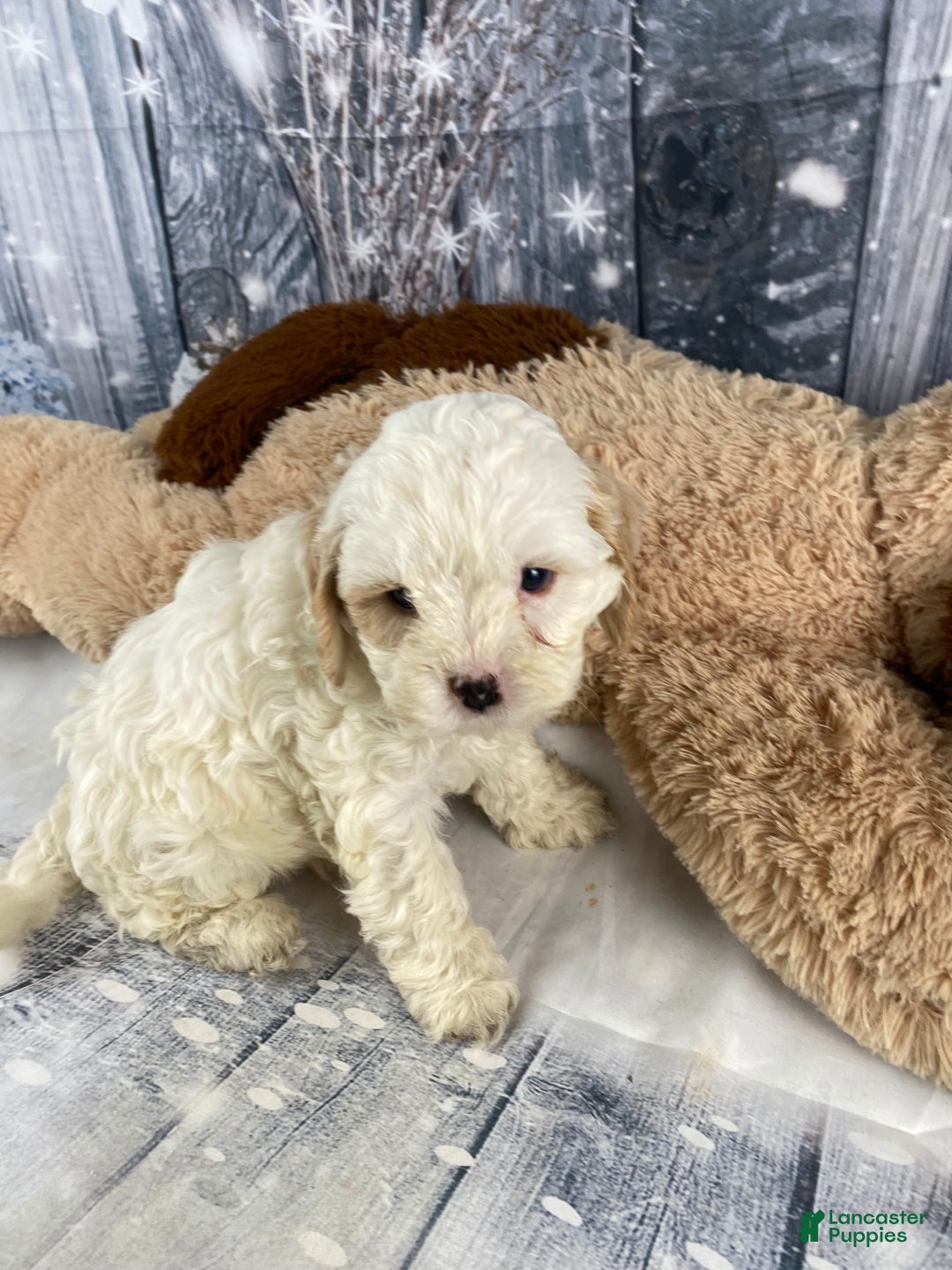 Cavapoo dogs for sale: Jenna - Ad 4