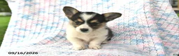 Welsh Corgi Pembroke dogs for sale: Amelia - Ad 4