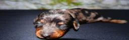 Miniature Dachshund dogs for sale: Miniature Dachshund Puppy 3 - Ad 7