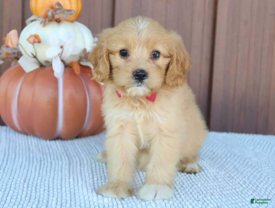 Mixed Breed dogs for sale: Daisy - Ad 2
