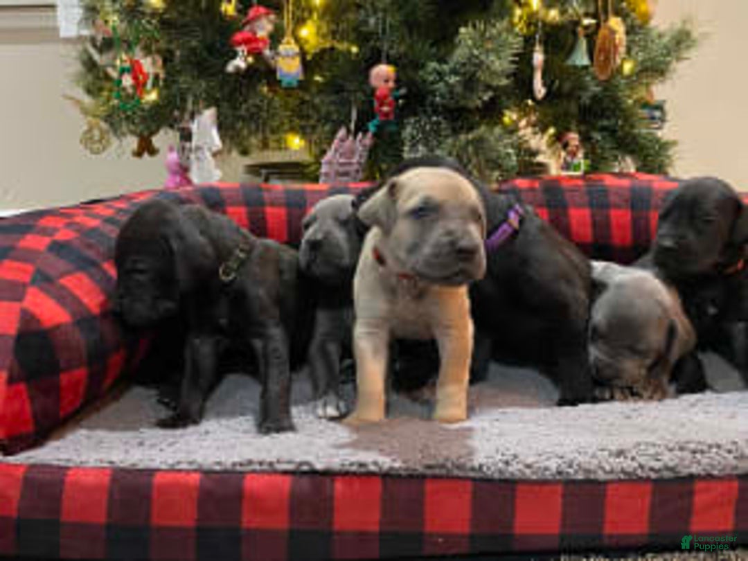 Gallery Image {{count}}