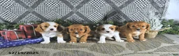 Cavalier King Charles Spaniel dogs for sale: Arya - Ad 5