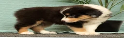 Miniature Australian Shepherd dogs for sale: Jade - Ad 6