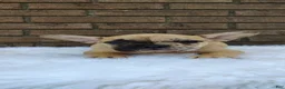 French Bulldog dogs for sale: Rex - Ad 4