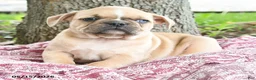 Mixed Breed dogs for sale: Hector - Ad 3