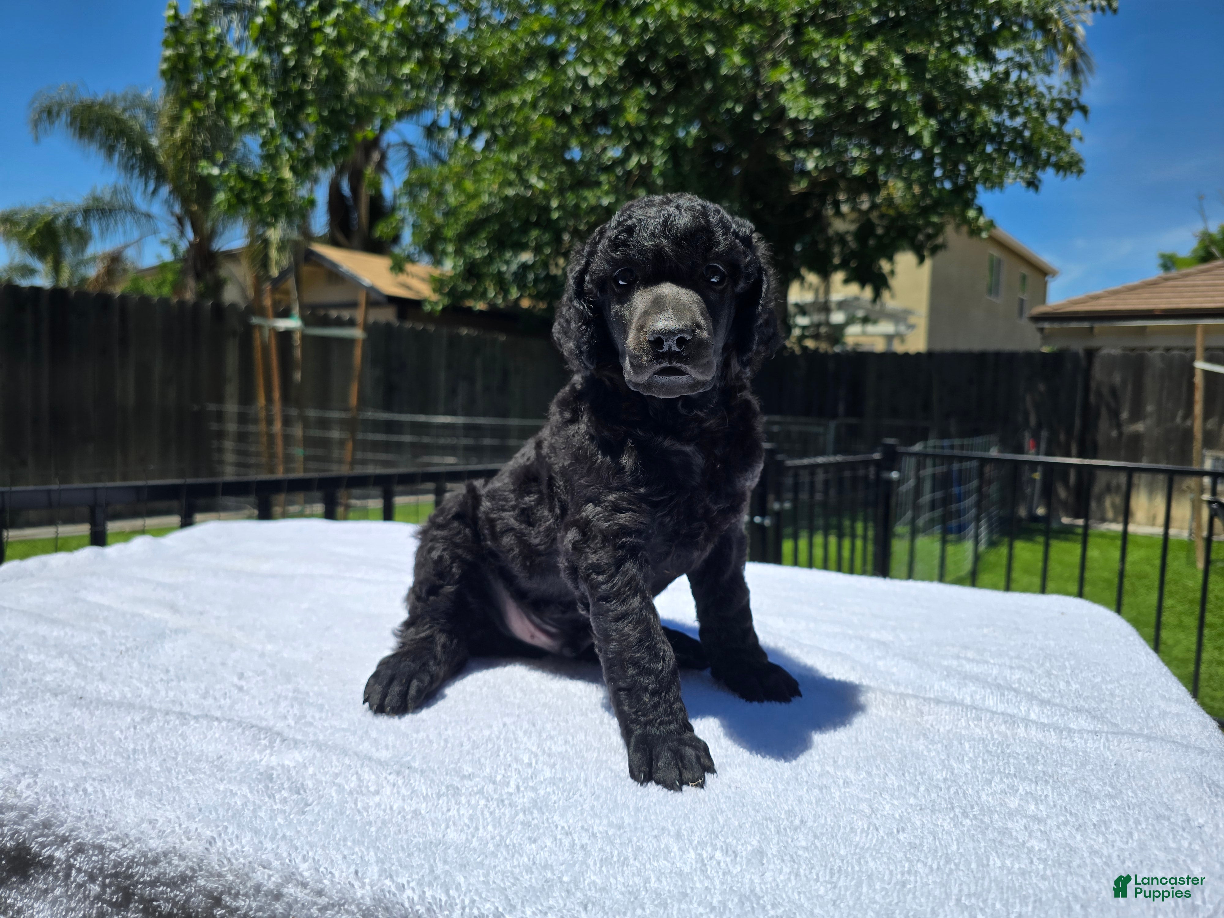 Standard Poodle dogs Standard Poodle Male  - Ad 2