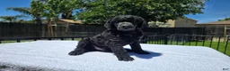 Standard Poodle dogs for sale: Standard Poodle Male  - Ad 2