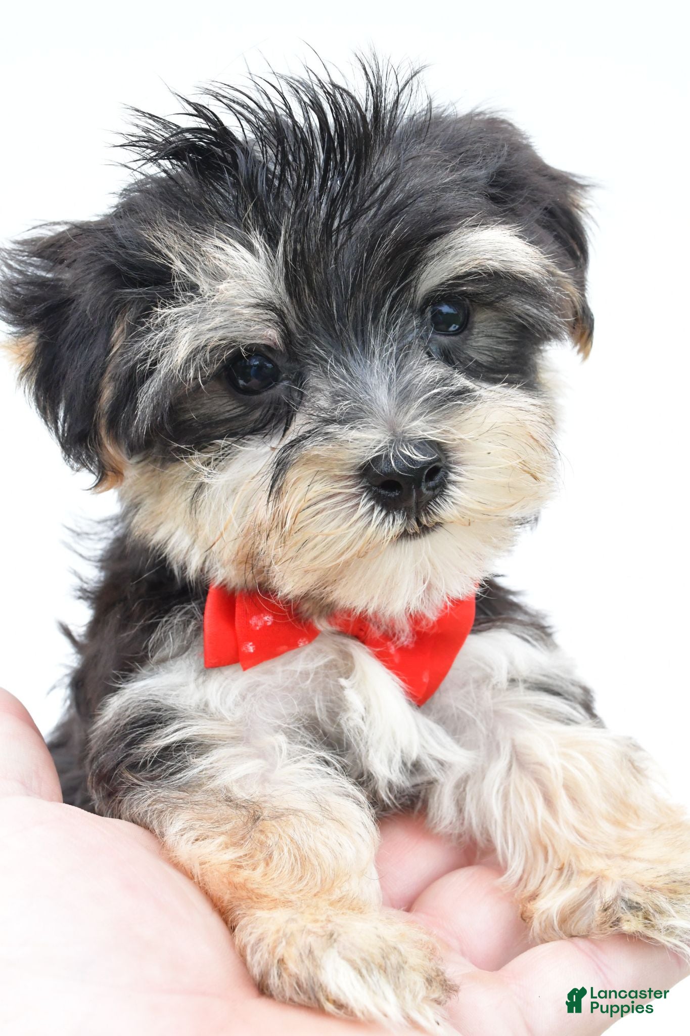Morkie dogs Wilson - Ad 1