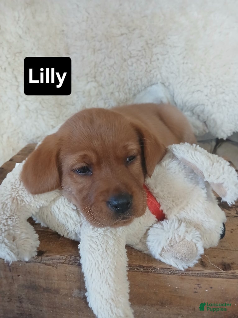 Labrador Retriever dogs Lilly - Ad 1