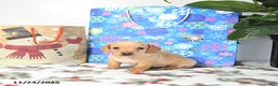 Miniature Dachshund dogs for sale: Brad  - Ad 5