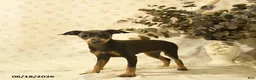 Miniature Pinscher dogs for sale: Phiona - Ad 3