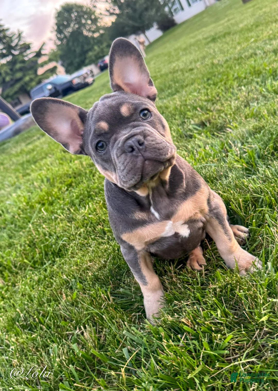 French Bulldog dogs for sale: Lola - Ad 1