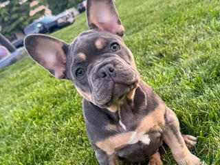 French Bulldog dogs for sale: Lola - Ad 2