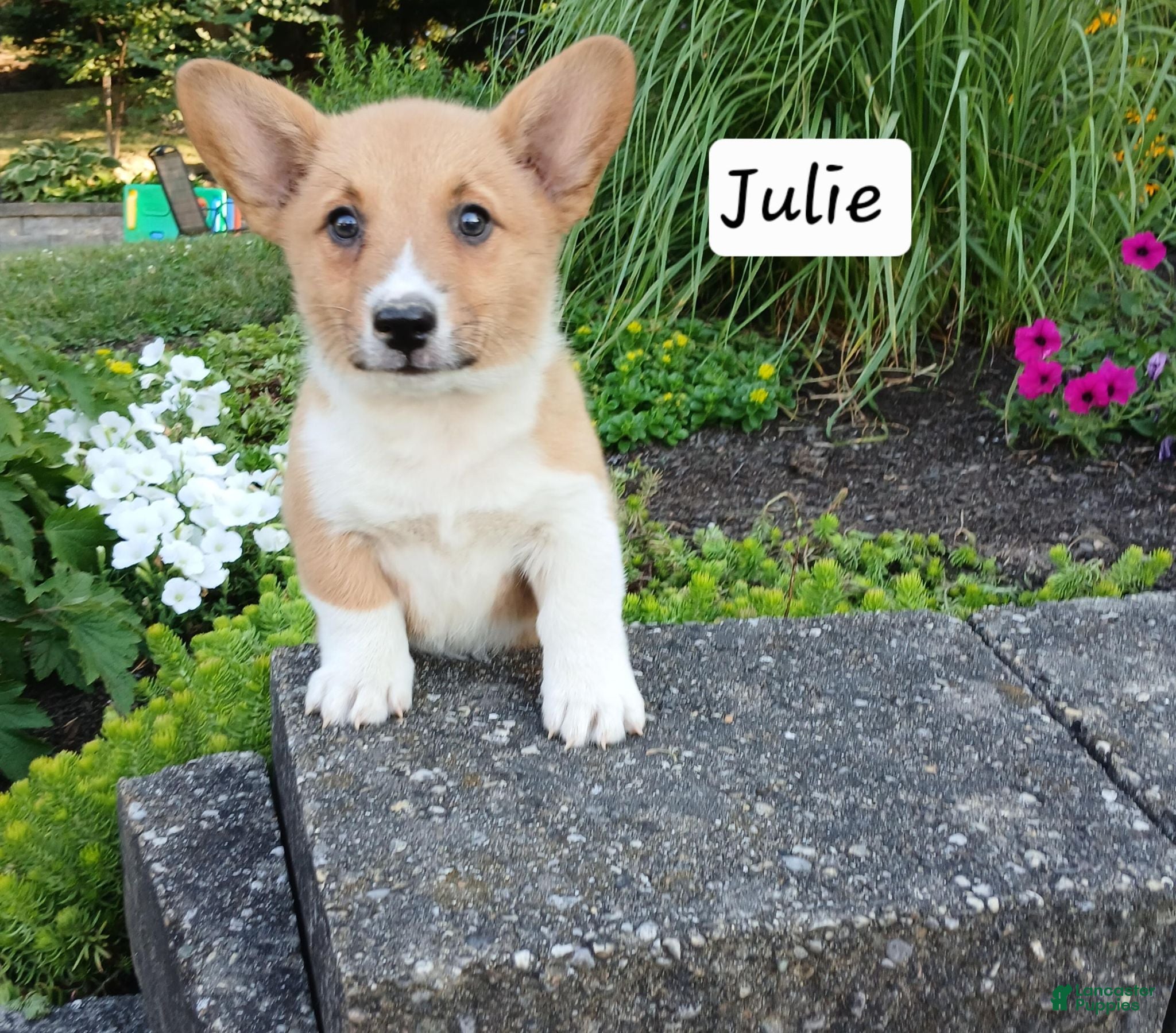 Welsh Corgi Pembroke dogs for sale: Julie - Ad 1