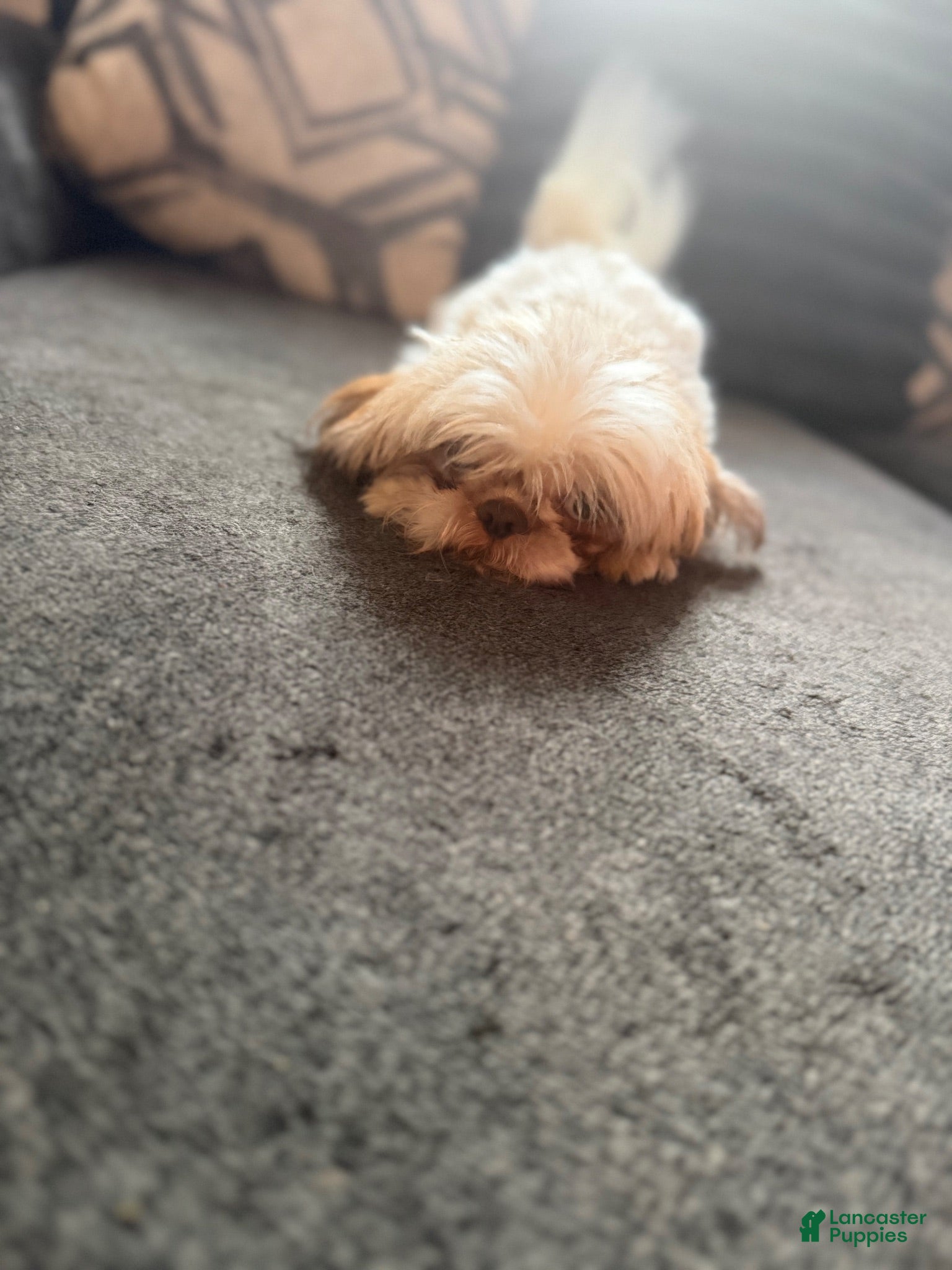 Shih Tzu dogs Shih Tzu 1 - Ad 2