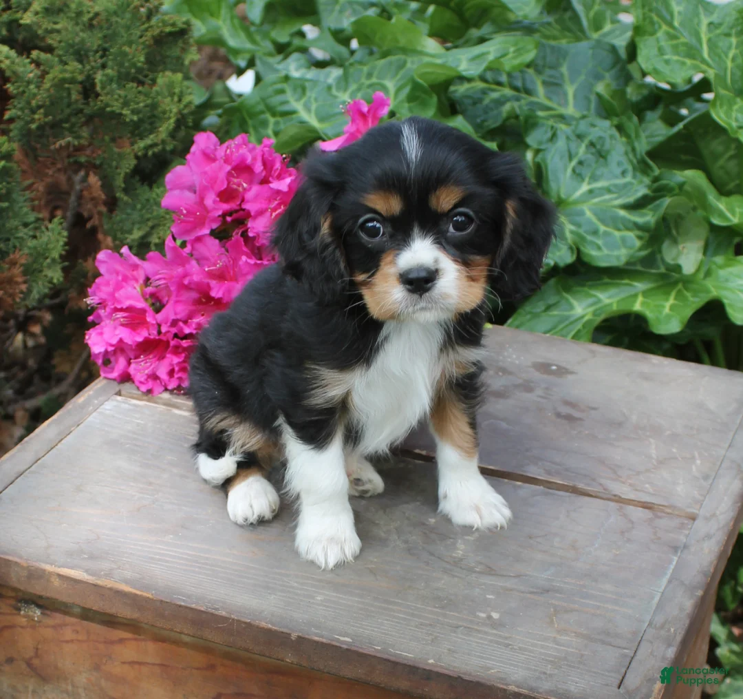 Cavalier King Charles Spaniel dogs for sale: Jack  - Ad 2