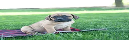 Cane Corso dogs for sale: Icon - Ad 2