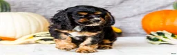 Cocker Spaniel dogs for sale: Polly - Ad 6