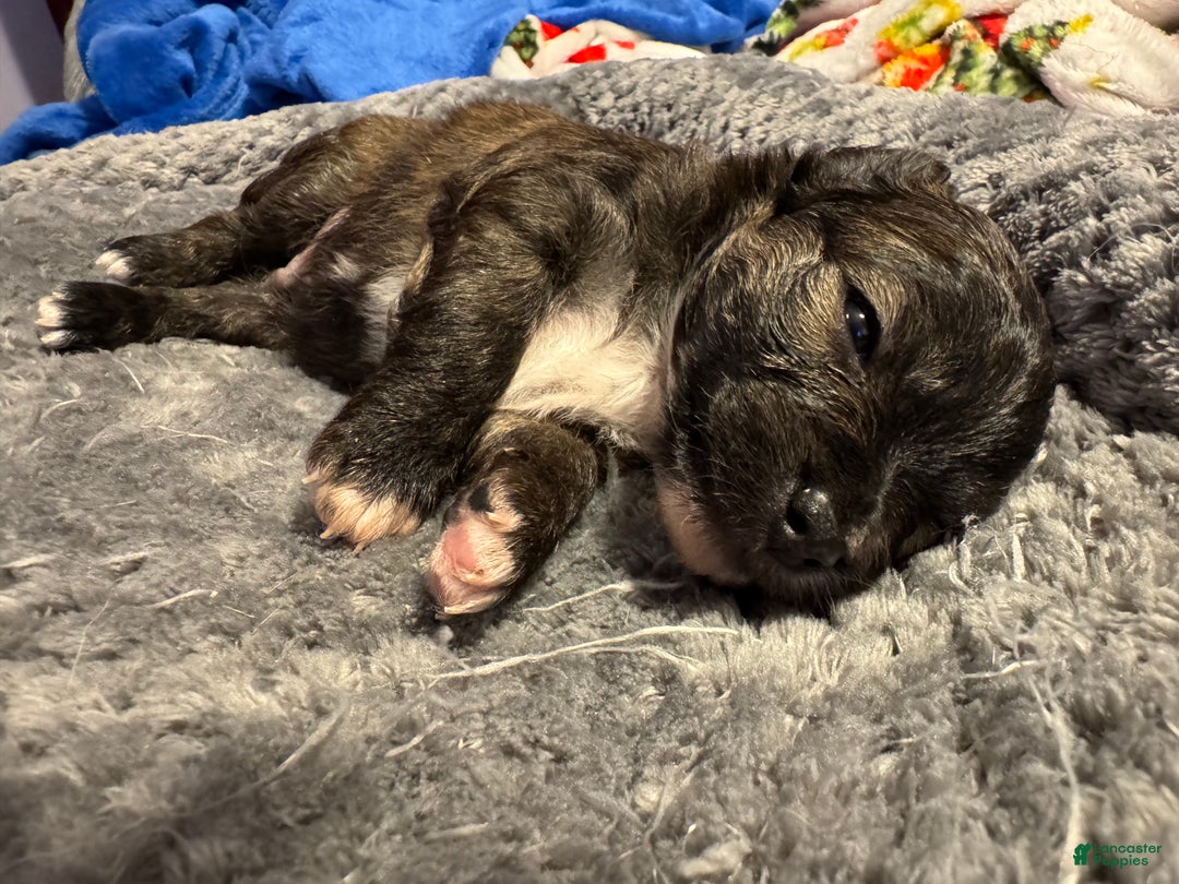 Chihuahua dogs for sale: Chihuahua Puppy 2 - Ad 2