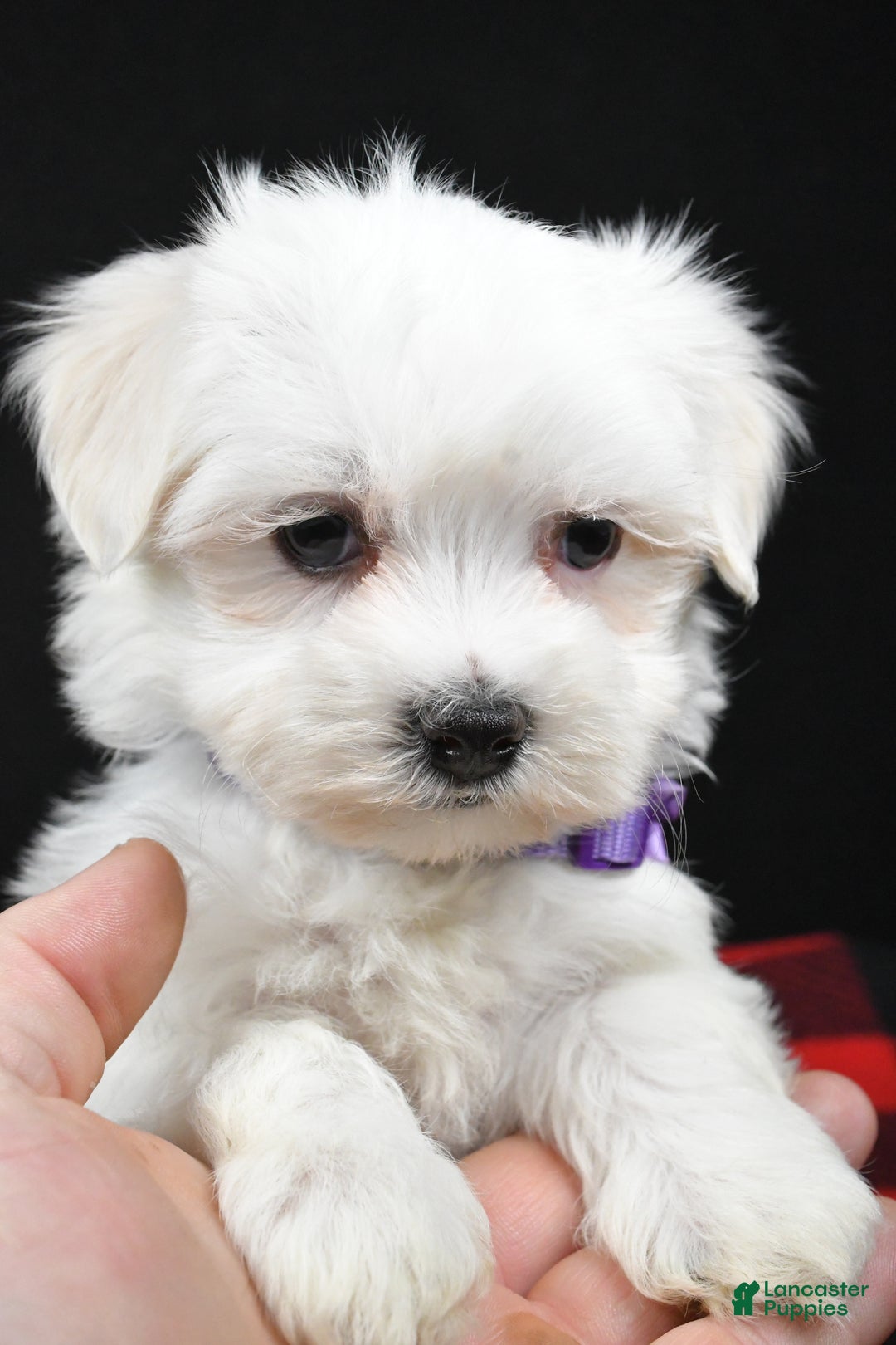 Maltese dogs for sale: Milly - Ad 9
