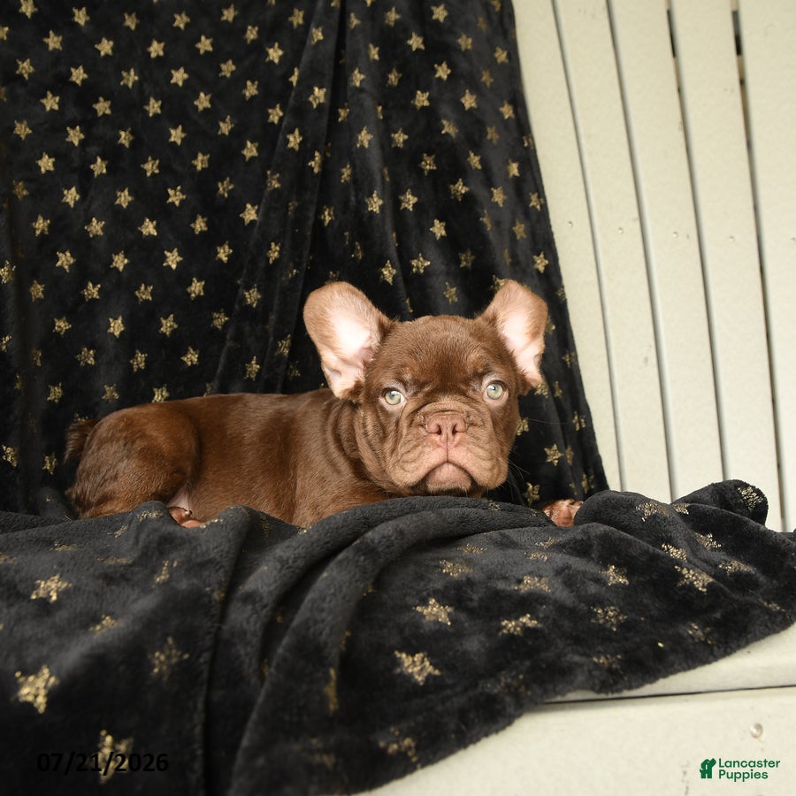 French Bulldog dogs Rocky - Ad 2