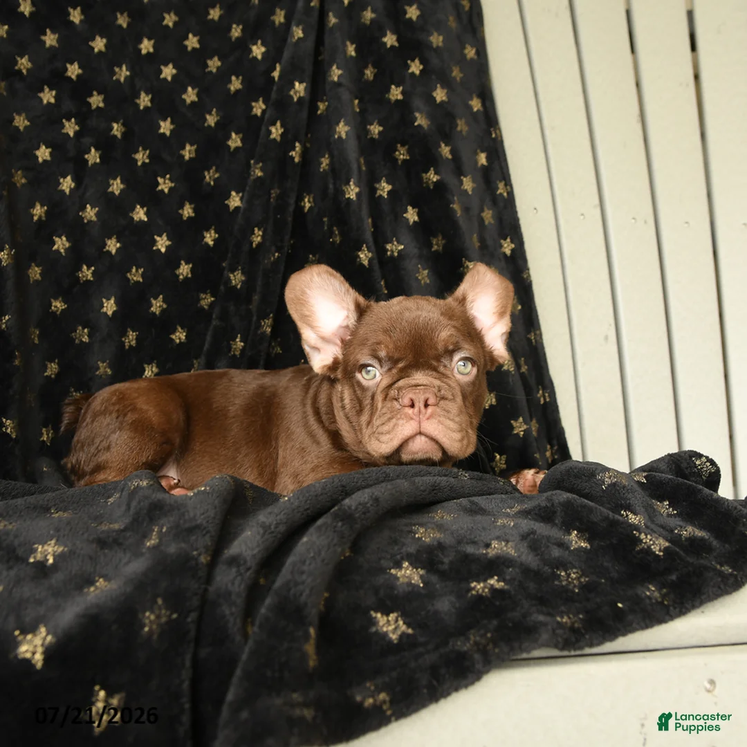 French Bulldog dogs for sale: Rocky - Ad 2