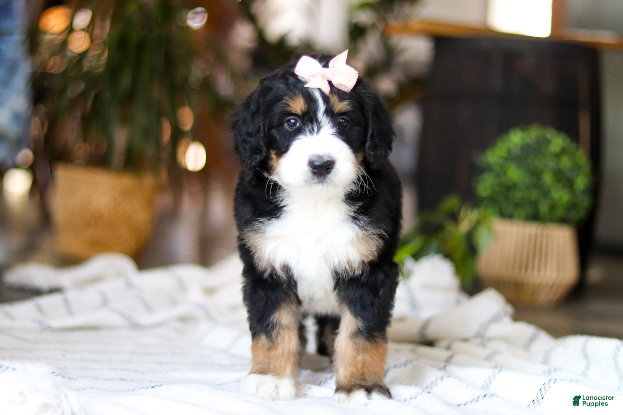 Bernedoodle dogs Paddie - Ad 21